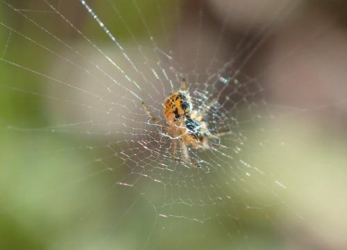Mangora acalypha